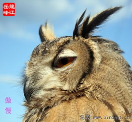 雕鸮的面部表情 黑龍江鳥網(wǎng)與貓頭鷹網(wǎng)絡(luò)科技的奇妙交匯